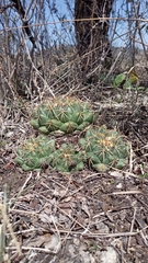 Coryphantha elephantidens