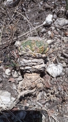 Coryphantha elephantidens