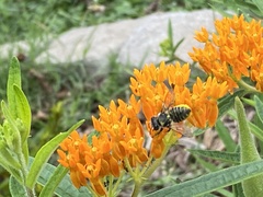 Megachile albitarsis