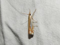 Crambus bidens