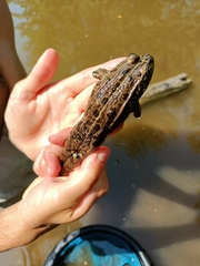 Pelophylax lessonae