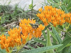 Megachile albitarsis