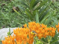 Megachile albitarsis