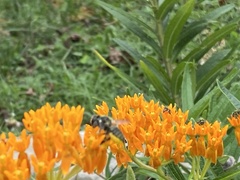 Megachile albitarsis