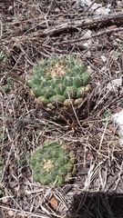 Coryphantha elephantidens