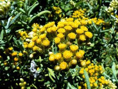 Helichrysum revolutum