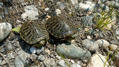 Trachemys scripta elegans