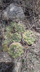 Coryphantha elephantidens