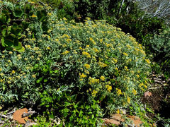 Helichrysum revolutum