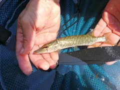 Esox cisalpinus