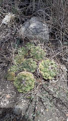 Coryphantha elephantidens