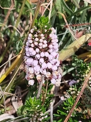 Erica vagans