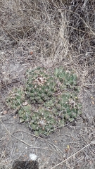 Coryphantha elephantidens