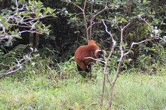 Varecia rubra