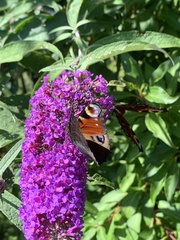 Aglais io