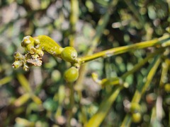 Viscum combreticola