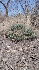 Coryphantha elephantidens