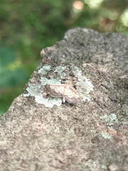 Cnaphalocrocis trebiusalis