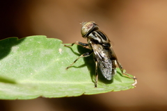 Eristalinus aeneus