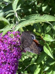 Aglais io