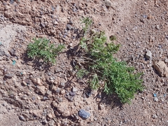 Sympegma regelii