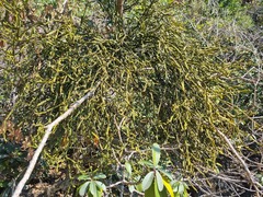 Viscum combreticola