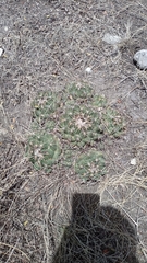 Coryphantha elephantidens