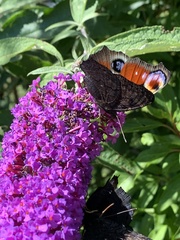 Aglais io