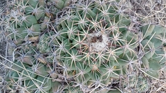 Coryphantha elephantidens