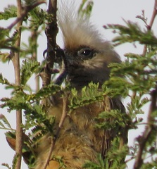 Colius striatus integralis