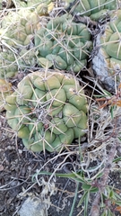 Coryphantha elephantidens