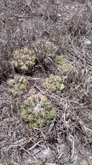 Coryphantha elephantidens
