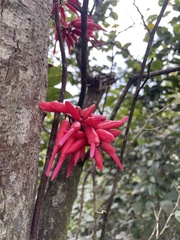 Neorudolphia volubilis