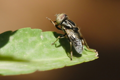 Eristalinus aeneus