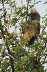 Colius striatus integralis