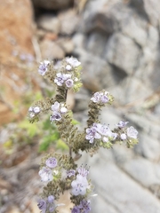 Phacelia floribunda