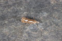Catoptria mytilella