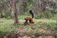 Varecia rubra
