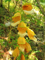 Digitalis laevigata