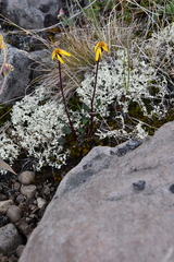 Packera heterophylla