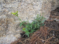 Silene parishii