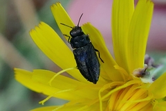 Anthaxia quadripunctata
