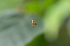 Araneus diadematus