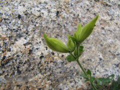 Silene parishii