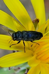 Anthaxia quadripunctata