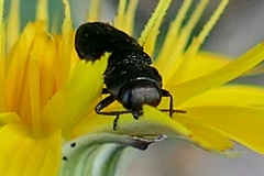 Anthaxia quadripunctata