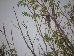 Pteroglossus pluricinctus