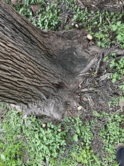 Ganoderma