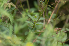 Scrophularia auriculata