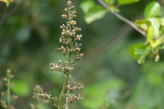 Scrophularia auriculata